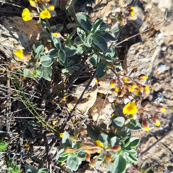 Helianthemum cinereum Flor