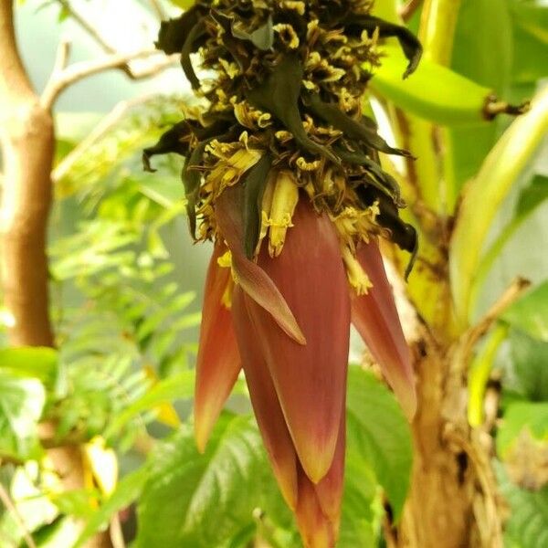 Musa acuminata Çiçek