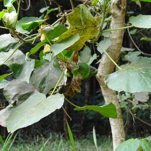 Croton macrostachyus Blatt