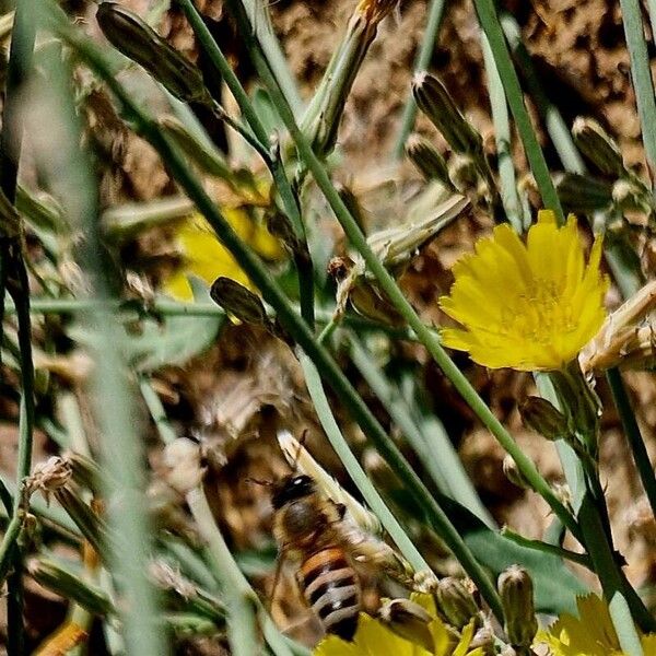 Launaea nudicaulis Frucht