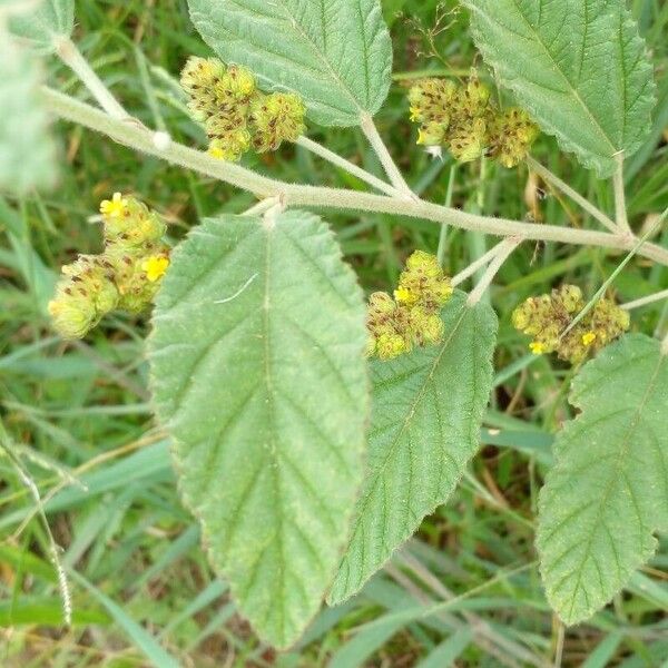 Waltheria indica Cortiza