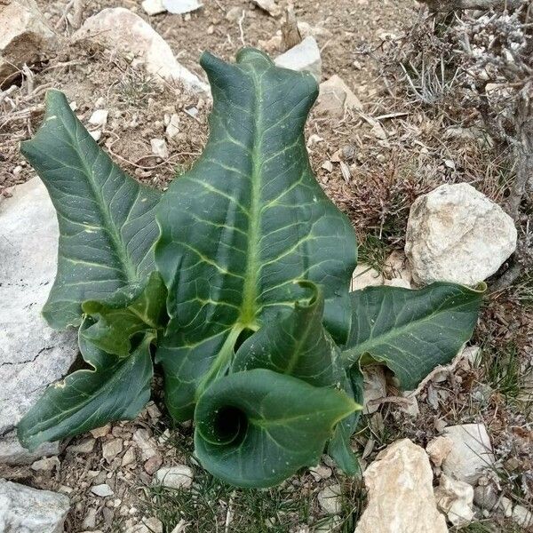 Arum pictum Leaf