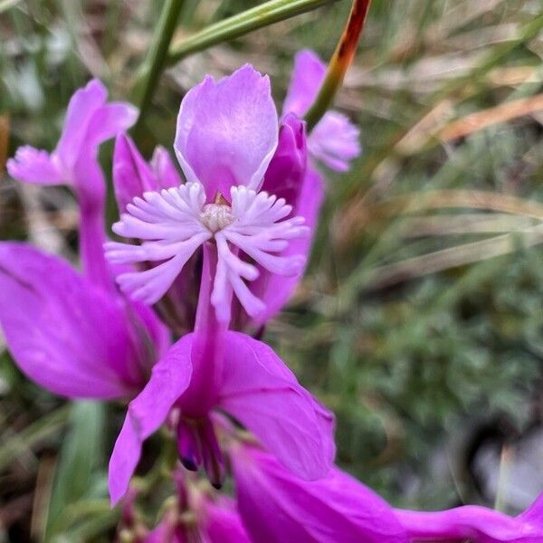 Polygala major Flower