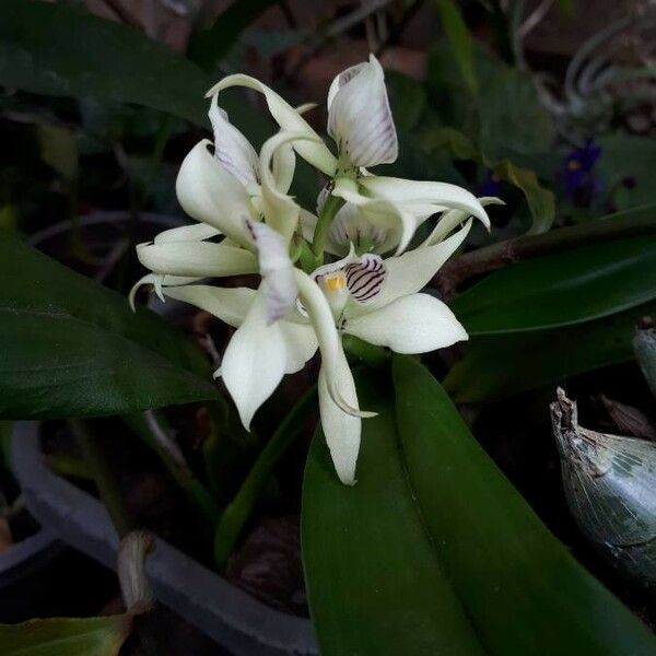 Prosthechea fragrans Λουλούδι