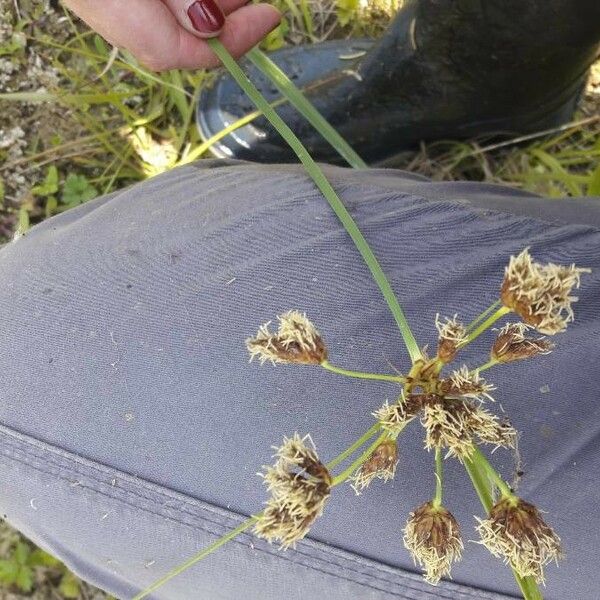 Bolboschoenus glaucus Květ