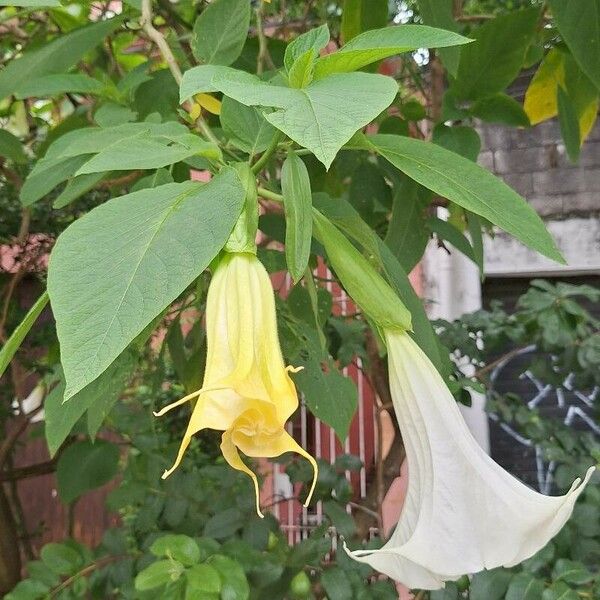 Brugmansia × candida Õis