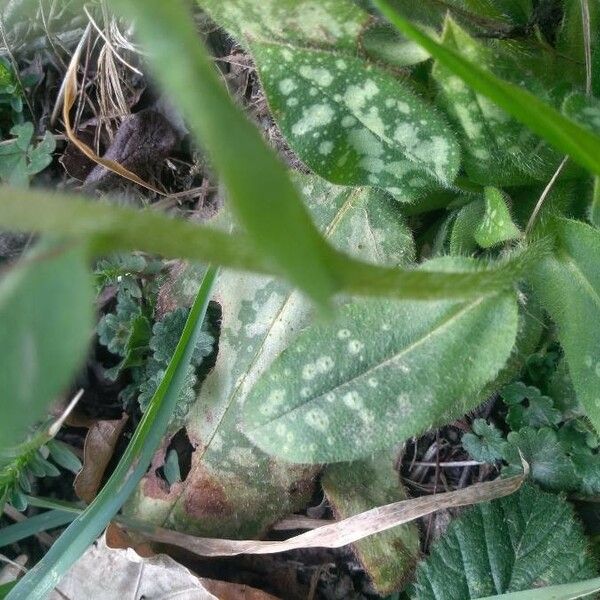 Pulmonaria longifolia Прочее