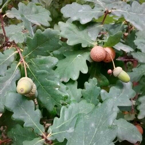 Quercus pubescens फल