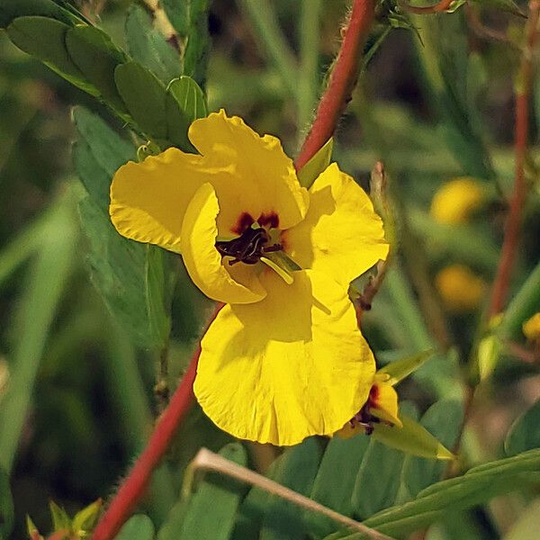 Chamaecrista fasciculata Žiedas