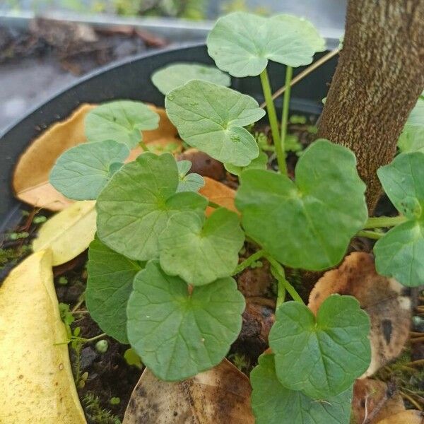 Centella asiatica Blad