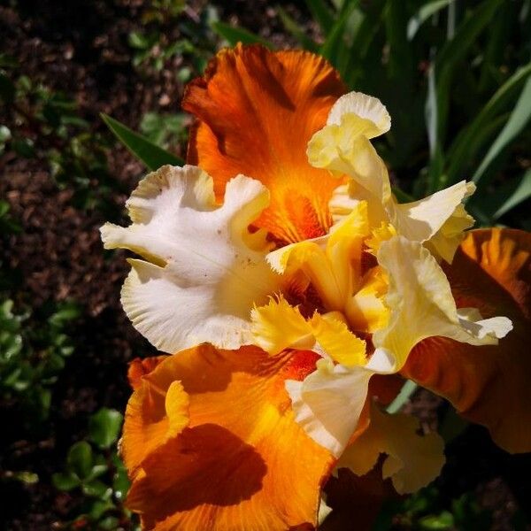 Iris barbatula Blodyn