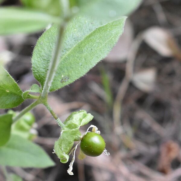 Silene baccifera Froito