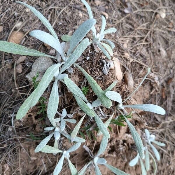 Sideritis syriaca पत्ता