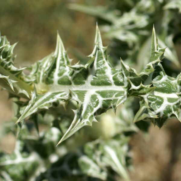 Scolymus maculatus Leaf