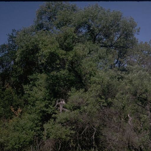 Salix laevigata Habitatea