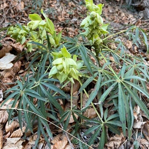 Helleborus foetidus Ліст