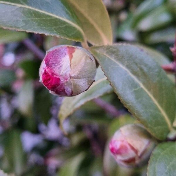 Camellia sasanqua Muu