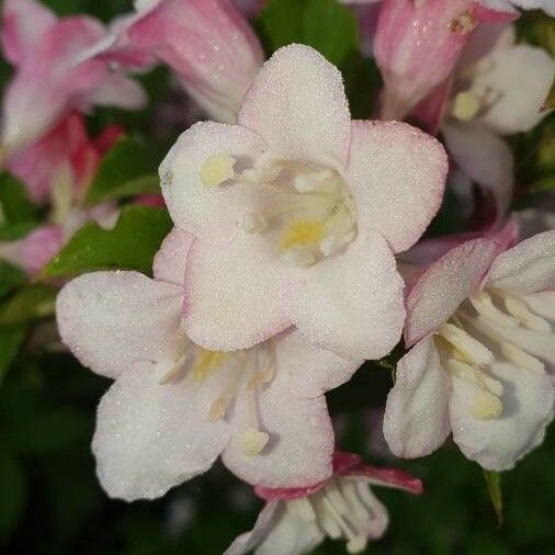 Weigela florida 花