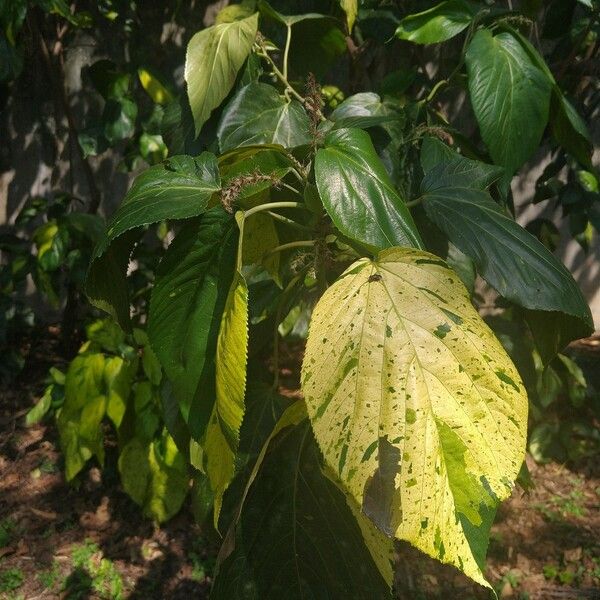 Acalypha macrostachya Leaf