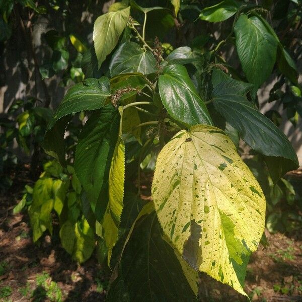 Acalypha macrostachya पत्ता