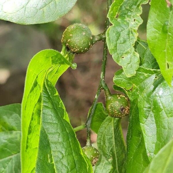 Celtis laevigata Ліст