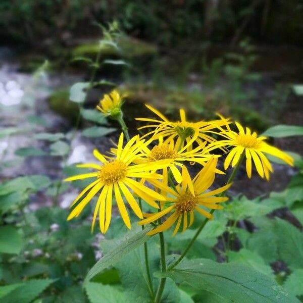 Doronicum austriacum Цвят