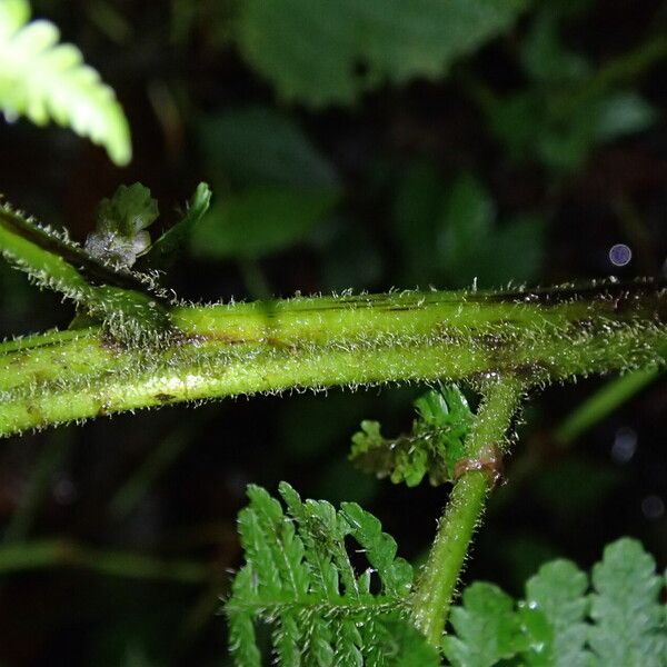 Deparia boryana Leaf