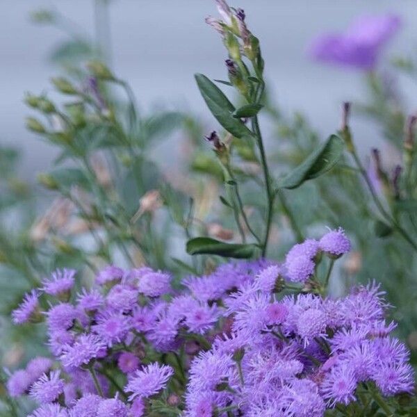 Ageratum houstonianum Blodyn