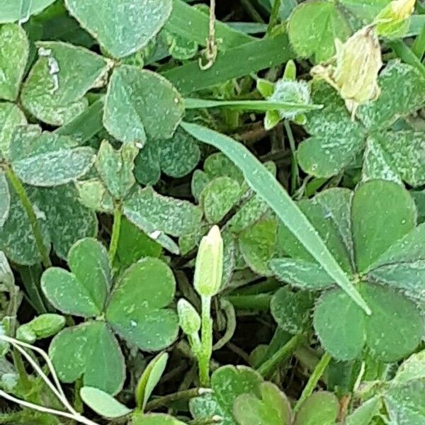 Oxalis stricta Fuelha