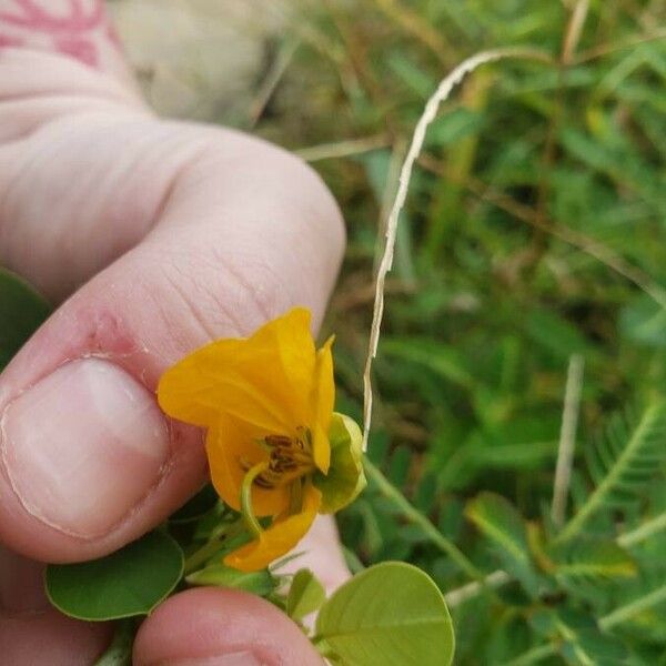 Senna obtusifolia 花