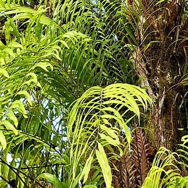 Drynaria rigidula Leaf