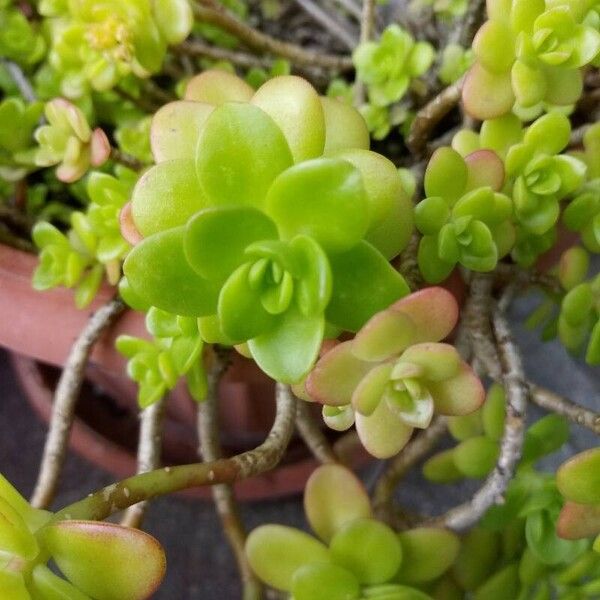 Sedum kimnachii Blatt