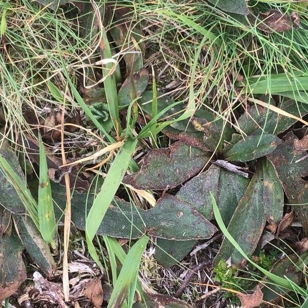 Arnica montana Leaf