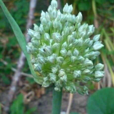 Allium cepa Kvet