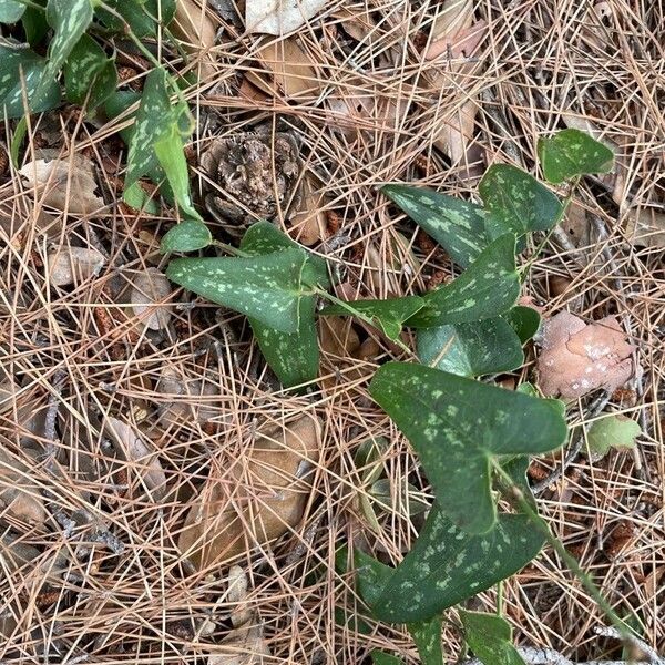 Smilax bona-nox Leaf