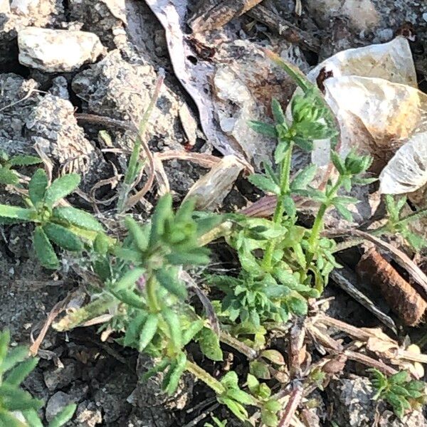 Galium murale Lorea