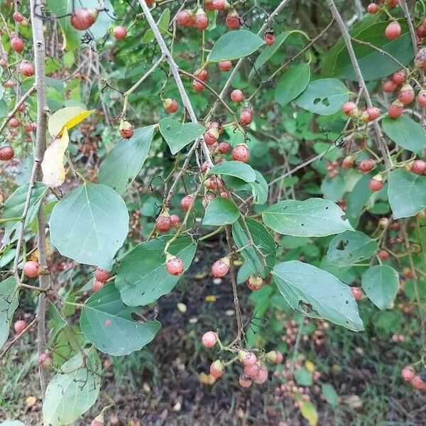 Cordia dichotoma 果