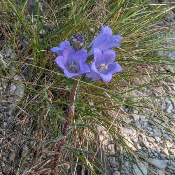 Campanula speciosa ফুল