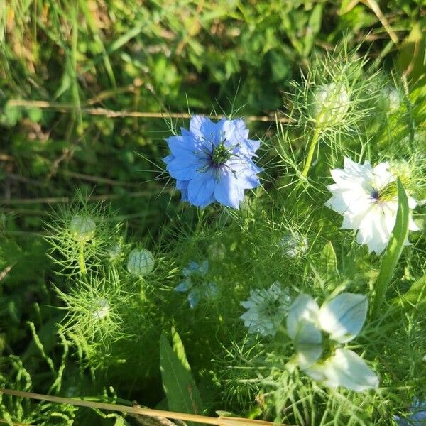 Nigella damascena Flower