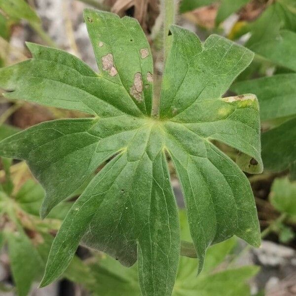 Delphinium staphisagria Leaf