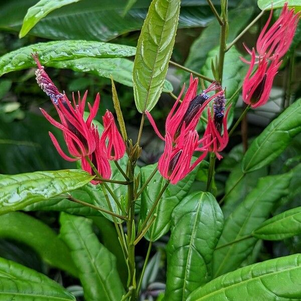 Pavonia multiflora Lorea