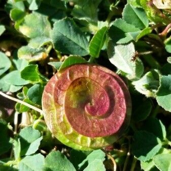 Medicago orbicularis Fruit