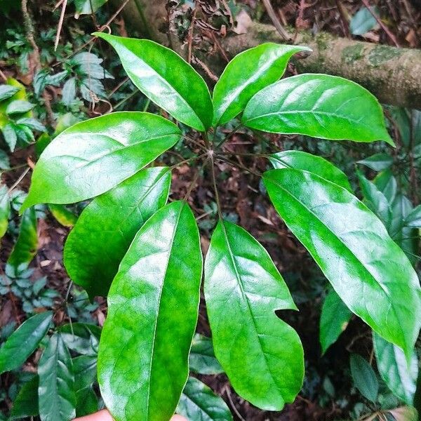 Schefflera heptaphylla Lehti