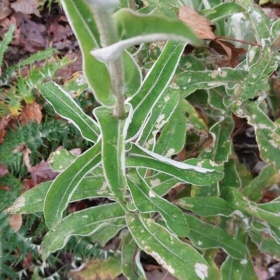 Helichrysum foetidum ഇല