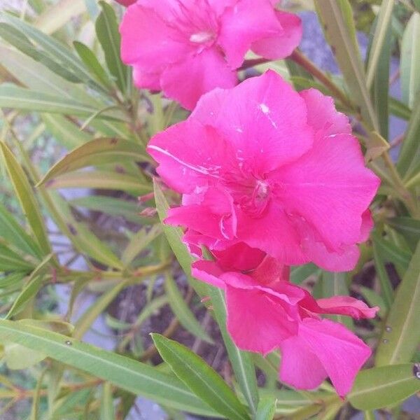 Nerium oleander Bloem