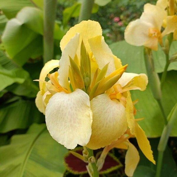 Canna × hybrida Floro