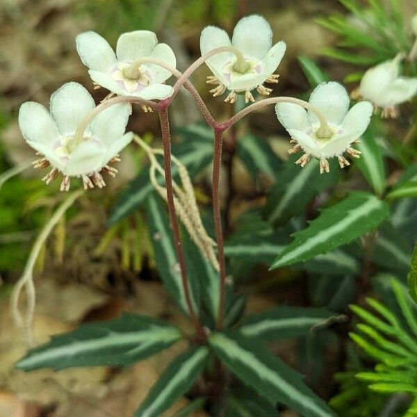 Chimaphila maculata Квітка