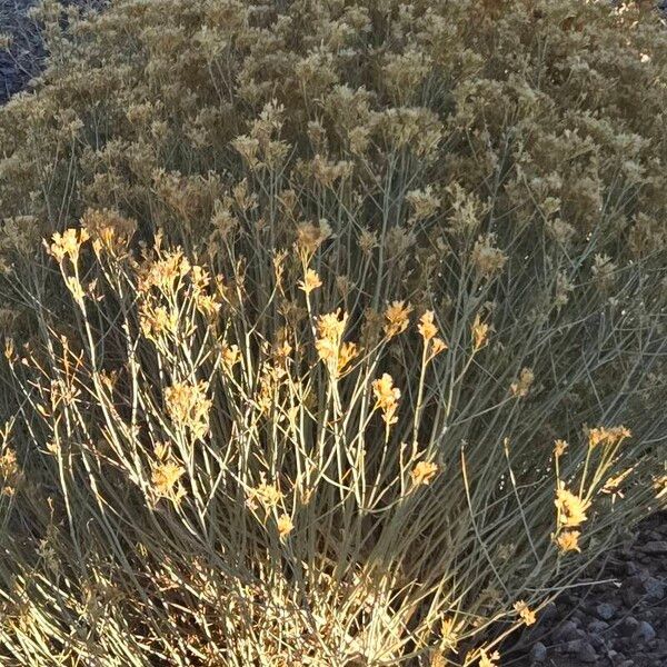 Gutierrezia sarothrae Flower