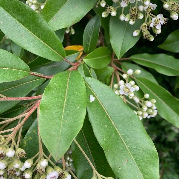 Photinia davidiana 叶