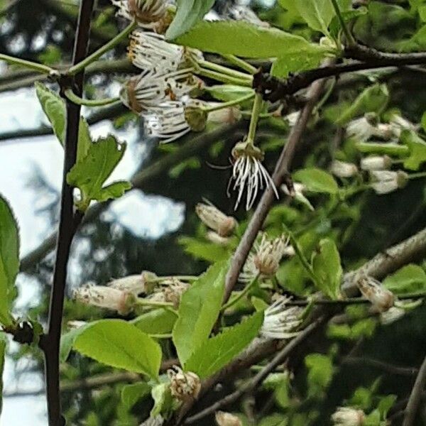 Prunus cerasus पत्ता